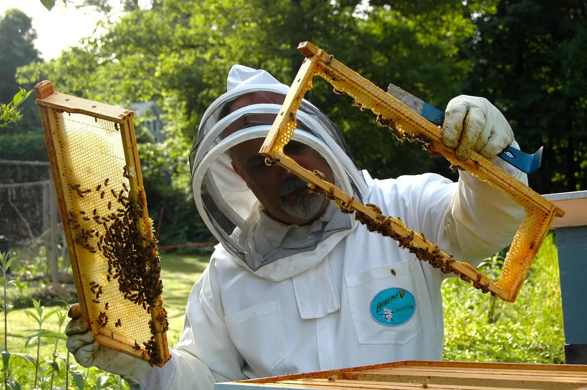 How to Perform Your First Hive Inspection Without Disturbing the Bees