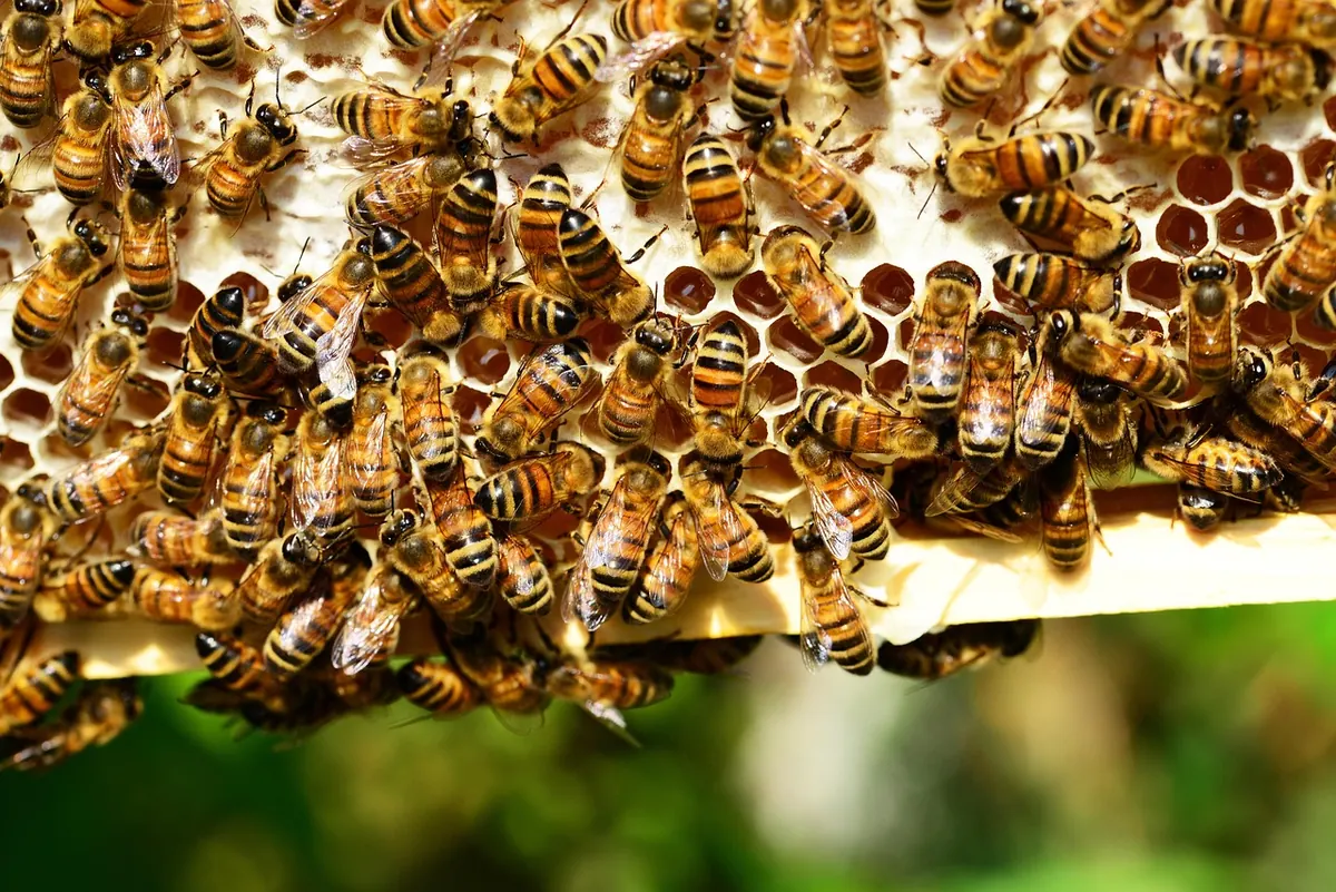 How to Treat Varroa destructor in the UK: Integrated Pest Management Explained