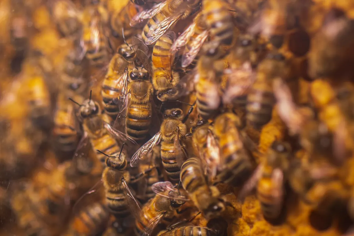 Swarm Control Made Simple: How to Prevent Your Bees From Leaving